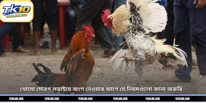 থোমো মোরগ লড়াইয়ে অংশ নেওয়ার আগে যে নিয়মগুলো জানা জরুরি