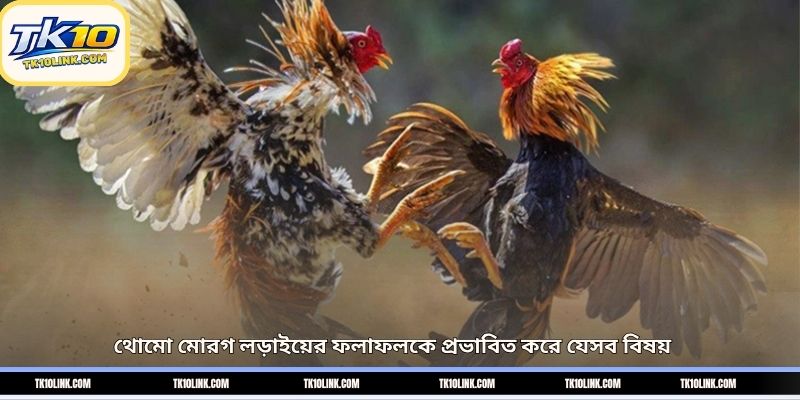 থোমো মোরগ লড়াইয়ের ফলাফলকে প্রভাবিত করে যেসব বিষয়