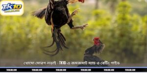 থোমো মোরগ লড়াই – TK10-এ জমজমাট ম্যাচ ও বেটিং গাইড 