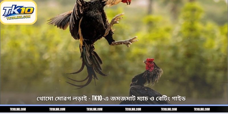 থোমো মোরগ লড়াই – TK10-এ জমজমাট ম্যাচ ও বেটিং গাইড 