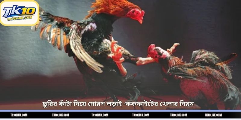ছুরির কাঁটা দিয়ে মোরগ লড়াই -ককফাইটের খেলার নিয়ম