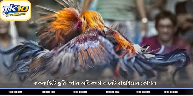 ককফাইটে ছুরি-স্পার অভিজ্ঞতা ও বেট বাছাইয়ের কৌশল
