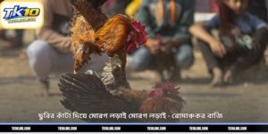ছুরির কাঁটা দিয়ে মোরগ লড়াই মোরগ লড়াই – রোমাঞ্চকর বাজি 