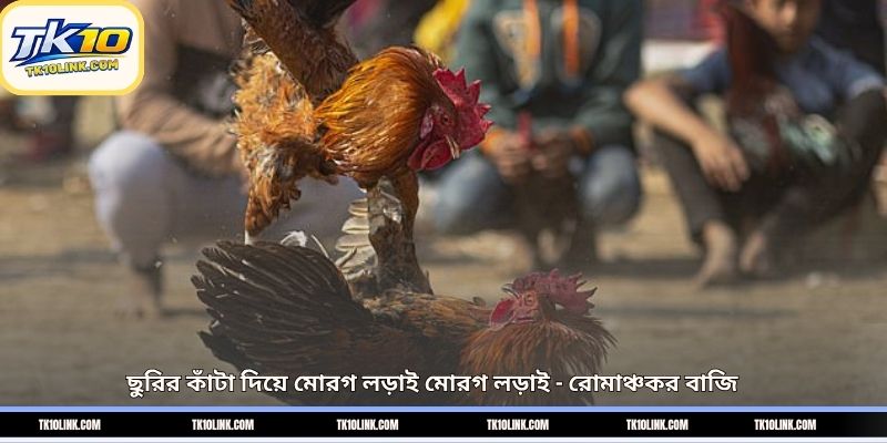 ছুরির কাঁটা দিয়ে মোরগ লড়াই মোরগ লড়াই – রোমাঞ্চকর বাজি 