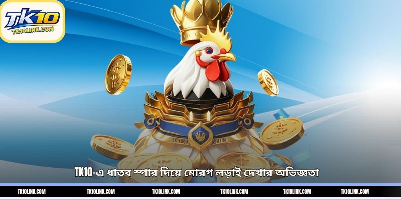 TK10-এ ধাতব স্পার দিয়ে মোরগ লড়াই দেখার অভিজ্ঞতা