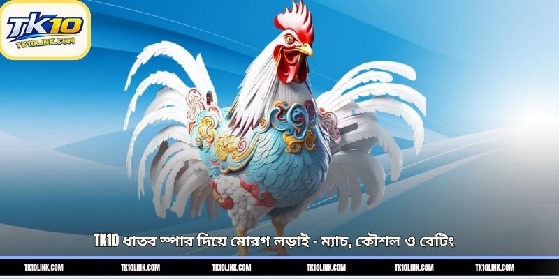 TK10 ধাতব স্পার দিয়ে মোরগ লড়াই – ম্যাচ, কৌশল ও বেটিং