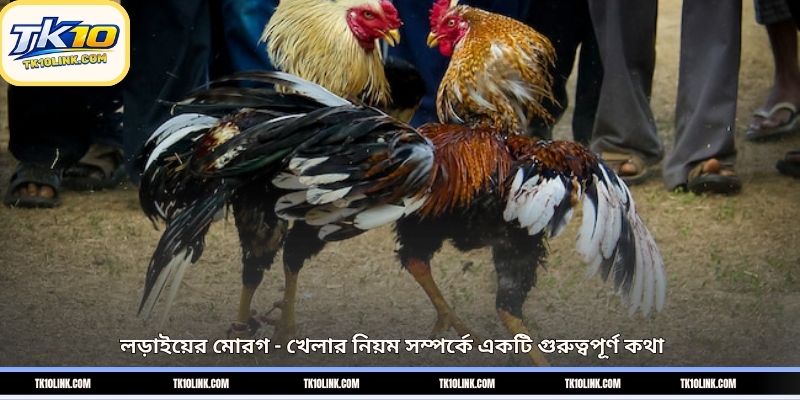 লড়াইয়ের মোরগ - খেলার নিয়ম সম্পর্কে একটি গুরুত্বপূর্ণ কথা