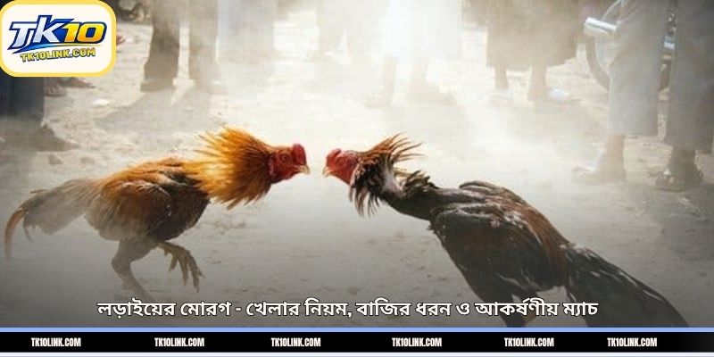 লড়াইয়ের মোরগ – খেলার নিয়ম, বাজির ধরন ও আকর্ষণীয় ম্যাচ 